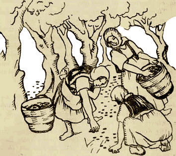 Μάζεμα ελιάς